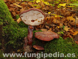 Ganoderma lucidum