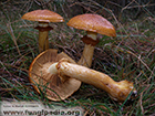 Gymnopilus junonius