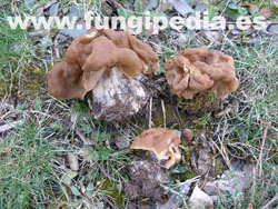 Gyromitra gigas