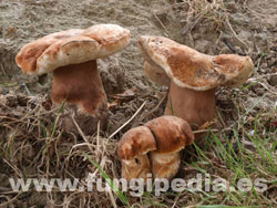 Gyroporus castaneus