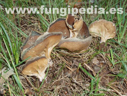 Helvella acetabulum