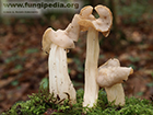 Helvella crispa