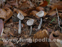 Helvella dissingii