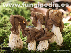 Helvella fusca