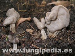 Helvella lacunosa