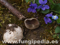 Helvella leucomelaena