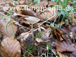 Helvella macropus