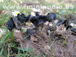 Helvella sulcata