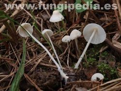 Hemimycena cucullata