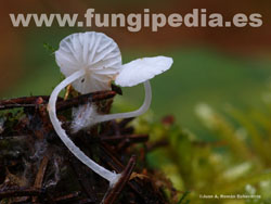 Hemimycena lactea