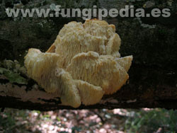 Hericium cirrhatum