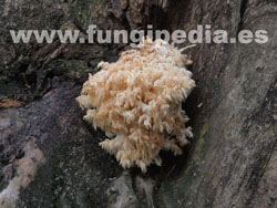 Hericium coralloides