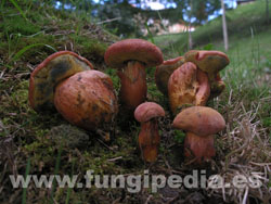 Hortiboletus rubellus