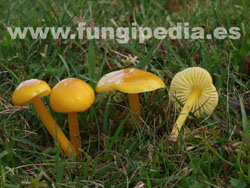 Hygrocybe chlorophana