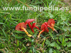 Hygrocybe coccinea