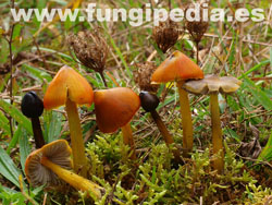 Hygrocybe conica