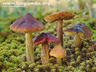 Hygrocybe conicoides