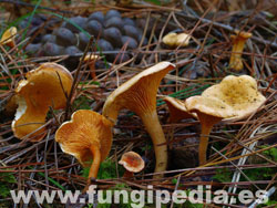 Hygrophoropsis aurantiaca