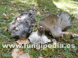 Hygrophorus marzuolus