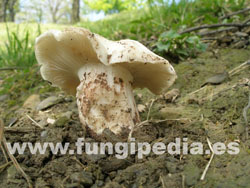 Hygrophorus marzuolus var. alba