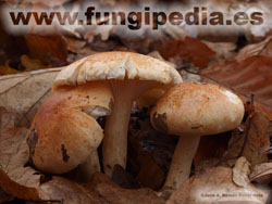 Hygrophorus nemoreus