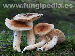 Hygrophorus roseodiscoideus