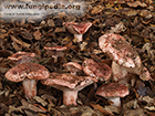 Hygrophorus russula