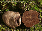Hymenogaster bulliardii