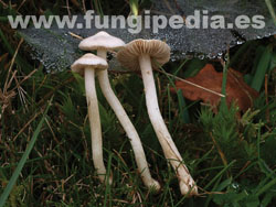 Inocybe geophylla