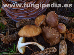 Inocybe lacera