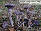 Laccaria amethystina