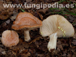 Lactarius chrysorrheus