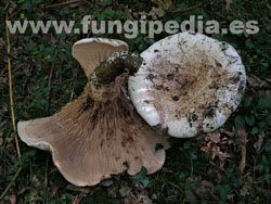 Lactarius controversus