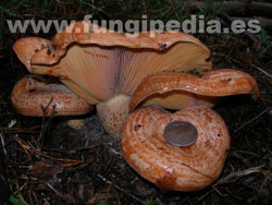 Lactarius deliciosus