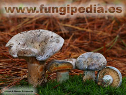 Lactarius hemicyaneus