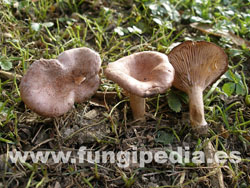 Lactarius lilacinus