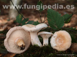 Lactarius pubescens