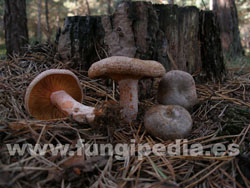 Lactarius quieticolor