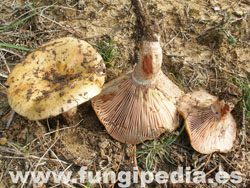 Lactarius sanguifluus