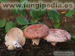 Lactarius torminosus