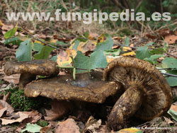 Lactarius turpis