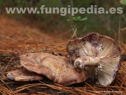 Lactarius violascens