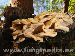 Laetiporus sulphureus