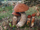 Leccinum aurantiacum