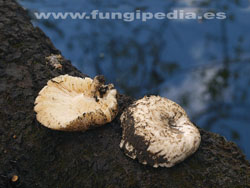 Lentinus tigrinus