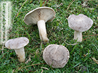 Lepista panaeolus