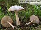 Leucoagaricus leucothites