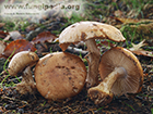 Leucocortinarius bulbiger