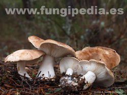 Leucopaxillus gentianeus