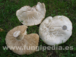 Leucopaxillus lepistoides